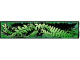 Fern leaves